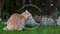 Hunting cat in garden