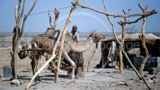 Camel Driver in Yemen