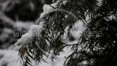 Conifer in Winter